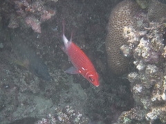 Sargocentron caudimaculatum