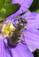 Chilalictus