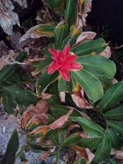 Costus comosus