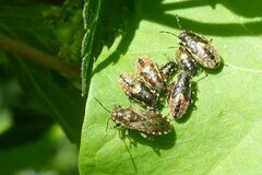 Heterogaster urticae