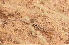 Ctenophorus spinodomus