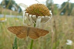 Idaea ochrata
