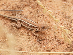 Ctenophorus spinodomus