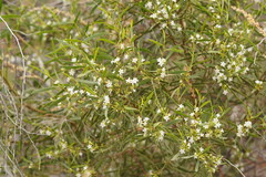 Myoporum platycarpum