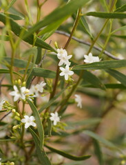 Myoporum platycarpum
