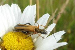 Oedemera podagrariae