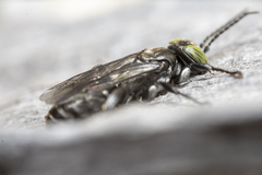 Tachysphex nigerrimus