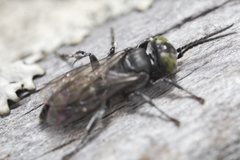 Tachysphex nigerrimus