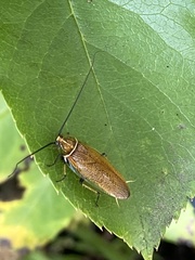 Pseudophyllodromiinae