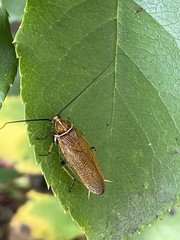 Pseudophyllodromiinae