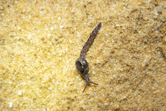 Otoconchinae