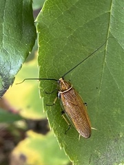 Pseudophyllodromiinae
