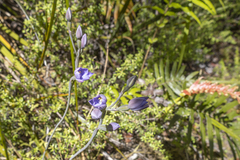 Thelymitra pulchella