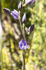Thelymitra pulchella