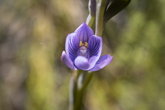 Thelymitra pulchella