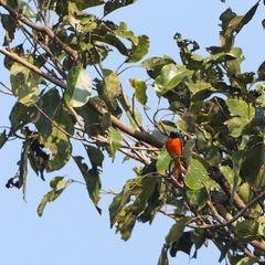 Pericrocotus flammeus