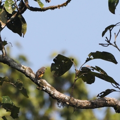 Pericrocotus cinnamomeus