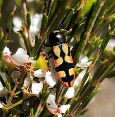 Castiarina pallidiventris