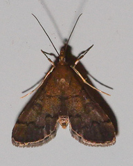 Piletocera macroperalis