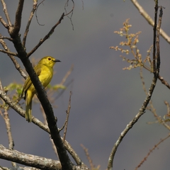 Iole indica