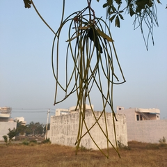 Alstonia scholaris