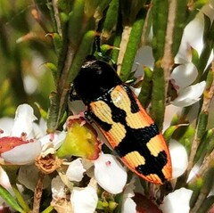 Castiarina pallidiventris
