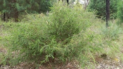 Thryptomene calycina