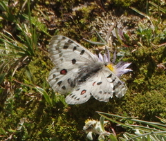 Parnassius actius