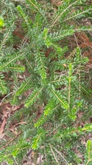 Thryptomene calycina