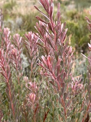 Leucadendron cinereum