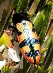 Castiarina pallidiventris
