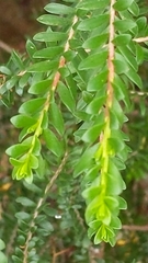 Thryptomene calycina