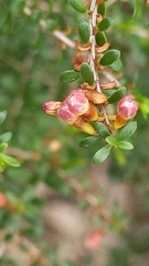 Thryptomene calycina