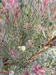 Leucadendron cinereum