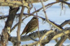 Emberiza citrinella × leucocephalos
