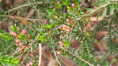 Thryptomene calycina