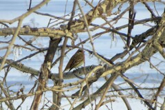 Emberiza citrinella × leucocephalos