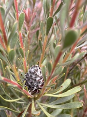 Leucadendron cinereum