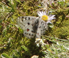 Parnassius actius