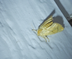 Apoda limacodes