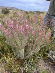 Leucadendron cinereum