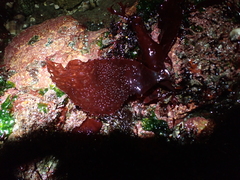 Chondracanthus