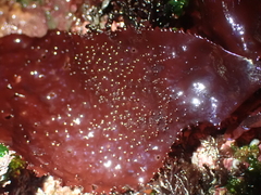 Chondracanthus