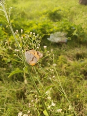 Junonia hierta