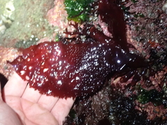 Chondracanthus