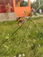 Junonia hierta