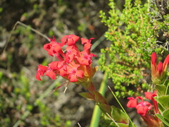 Crassula coccinea