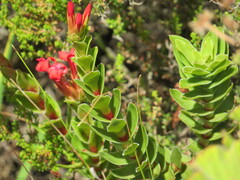 Crassula coccinea