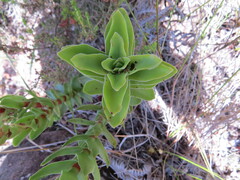 Crassula coccinea