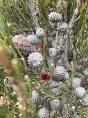 Allocasuarina monilifera